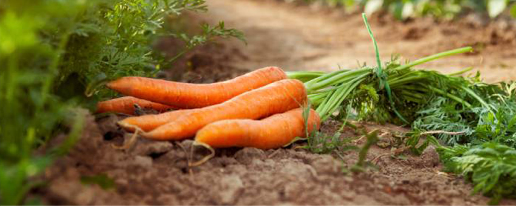 L'Arrêt des saveurs Distributeur de produits frais